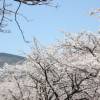 진해 군항제 벚꽃 축제